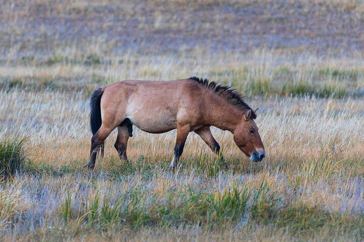 Private Khustain National Park and City Tour in Mongolia
