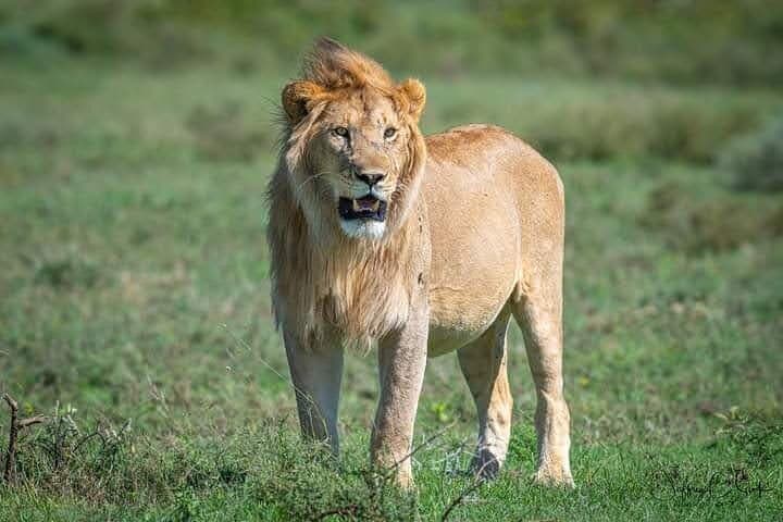 Amboseli National Park for 1 night and 2 days