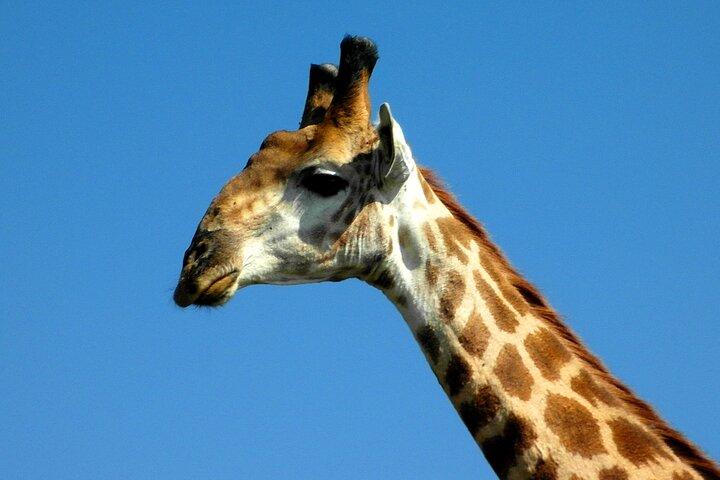 Hluhluwe and Imfolozi Safari Day Tour from Richards Bay