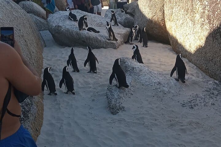 Private sightseeing tour; Cape of Goodhope, Cape Point & penguin tour