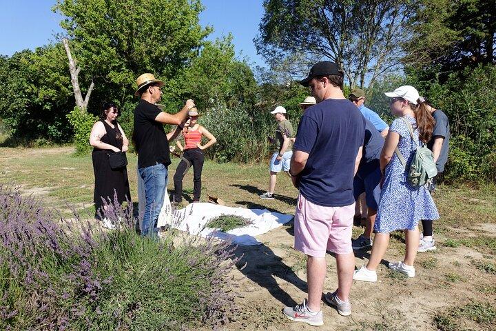 Guided tour Distillery of Lavender between Nîmes & Arles