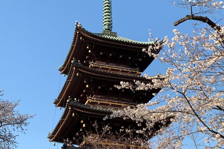 Private Tokyo Cherry Blossom Tour – Custom Sakura Viewing Spots
