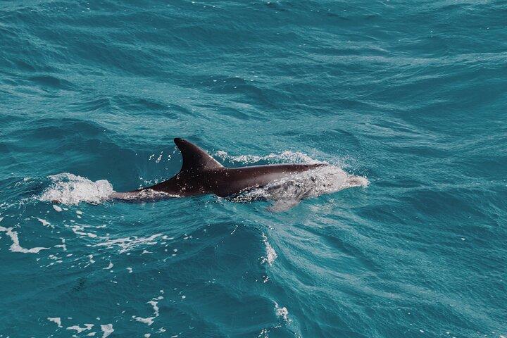 2 Hour Dolphin Watching Experience in Muscat