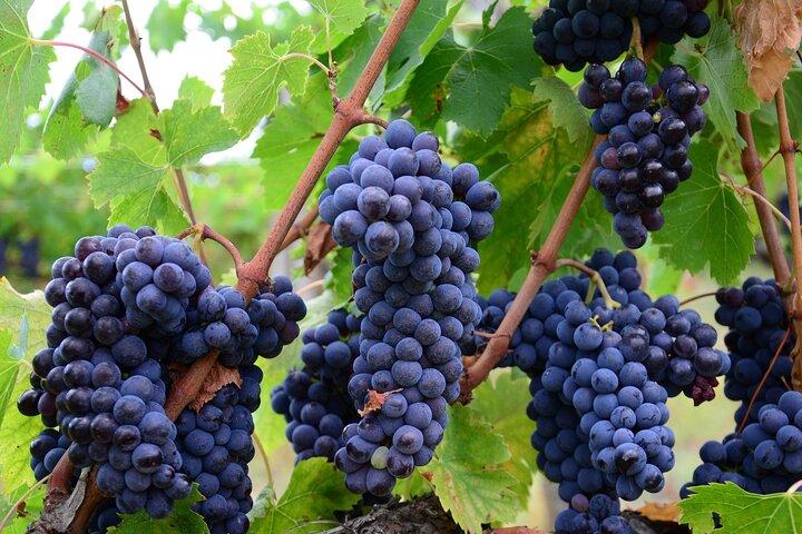 Guided Private Wine Tour through the Niagara Wine Trail