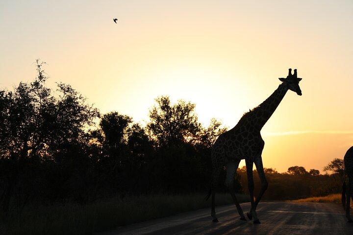 Private Pilanesberg National Park Safari, BIG 5 Full Day