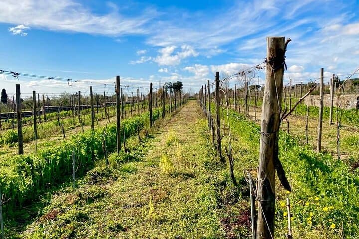 Pompeii tour and wine tasting