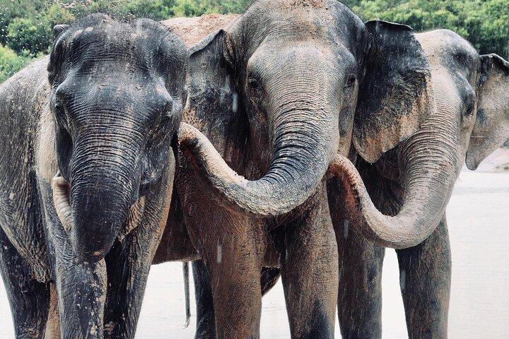 Kulen Elephant Forest and Tonle Sap Lake by Private Tour