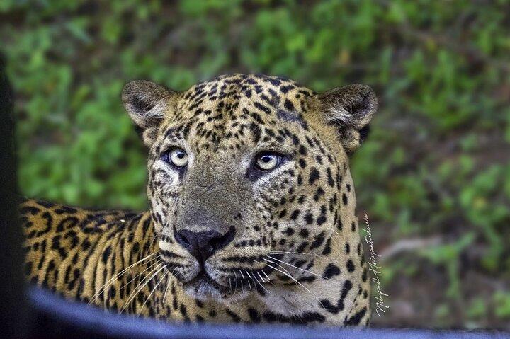 Full day / Half Day WildlifeAdventure in Yala-National-Park