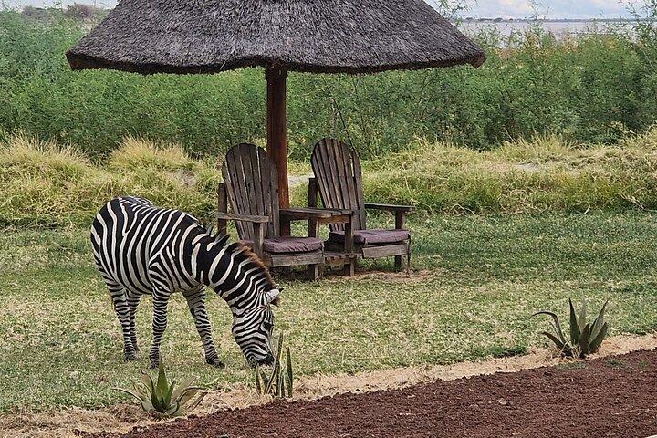 From Arusha: 6 Days Private Safari Eastern Great Rift Valley