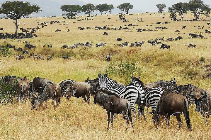Arusha: 9 Day Multi-Park Flexible Migration Roundtrip safari