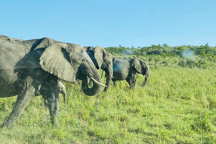 4 Days budget-group joining Masai Mara and Lake Nakuru safari