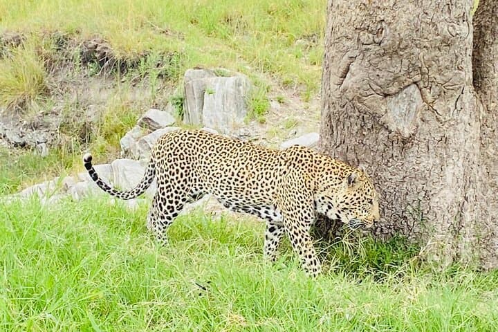 4 Days budget-group joining Masai Mara and Lake Nakuru safari