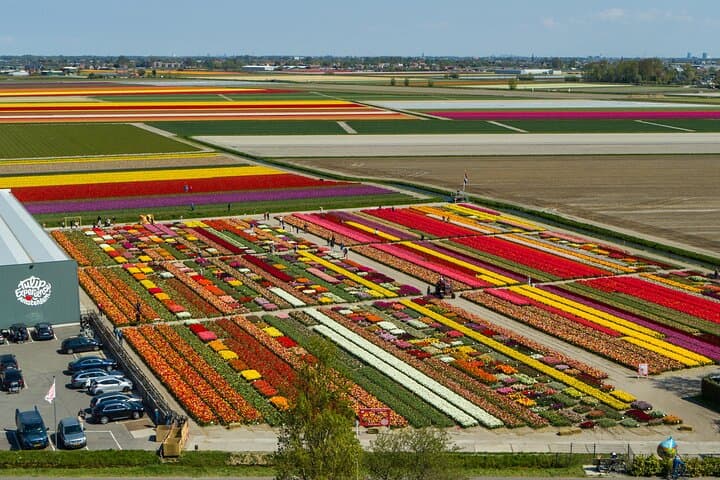 Sightseeing Keukenhof Tulip fields, Giethoorn tour from Amsterdam