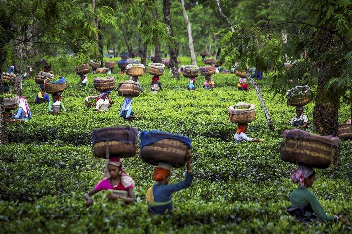 kochi to munnar A Private guided fullday tour with hotel pickup