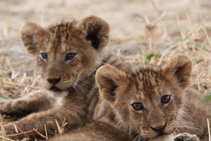 Private Day Trip to Tarangire National Park