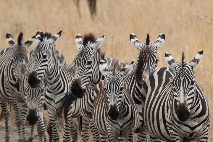 Private Day Trip to Tarangire National Park