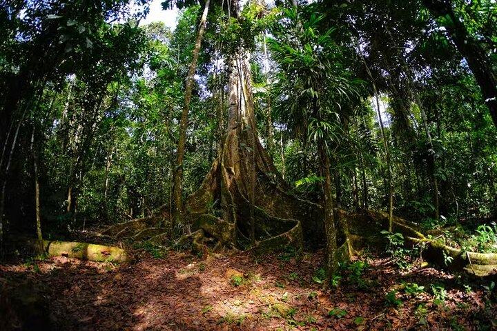 Wildlife adventure at Sandoval in the Tambopata National Reserve.