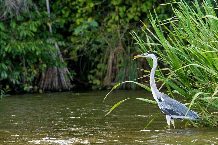 Wildlife adventure at Sandoval in the Tambopata National Reserve.