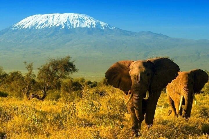 2 Days and 1 Night Amboseli Safari from Nairobi