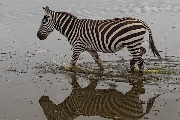 3-Day Amboseli Safari from Nairobi