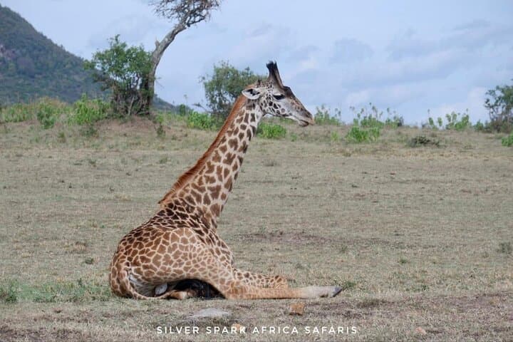 9 Day Maasai Mara Lake Nakuru Amboseli Mombasa Beach