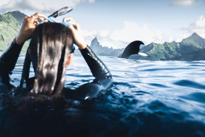 Swimming with Whales in Moorea