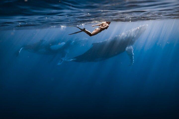 Swimming with Whales in Moorea