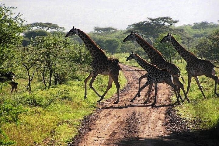 3 Days Samburu National Park private safari all inclusive