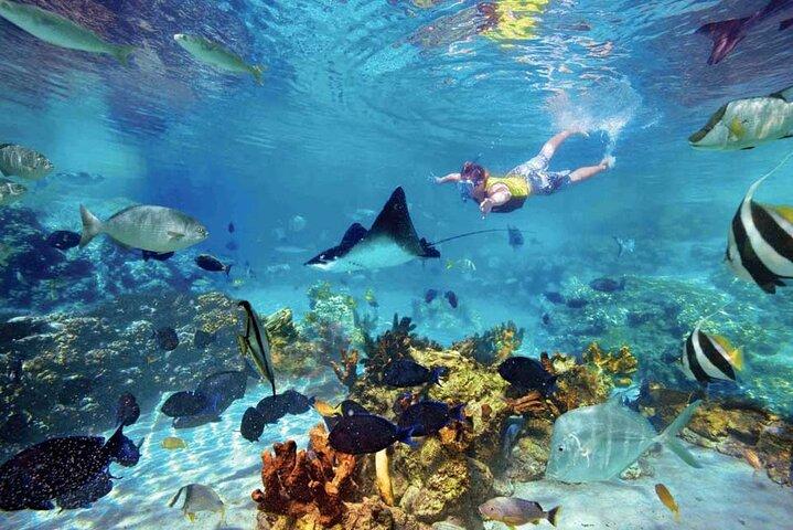 The great snorkeling adventure at the Riviera Maya private tour
