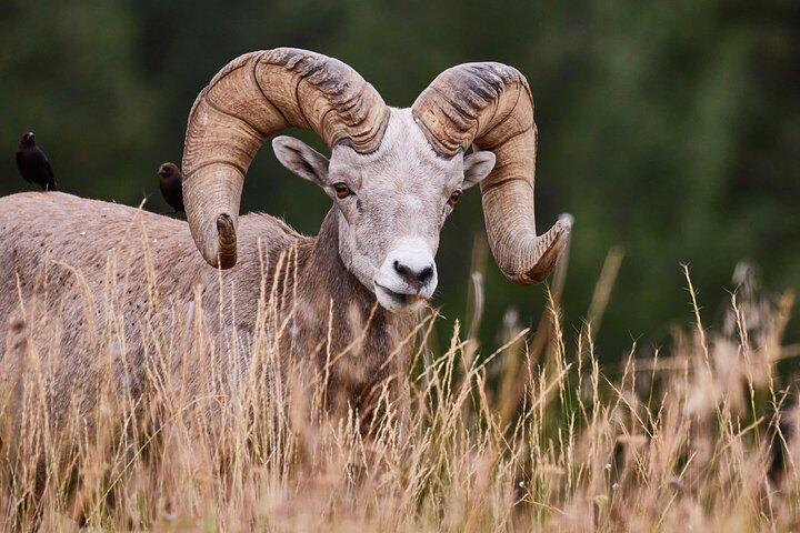 Grand Teton Half Day Tour