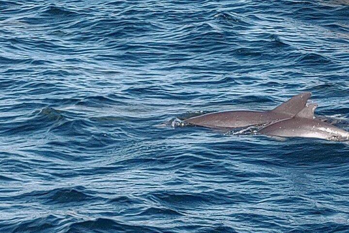 2 Hours Swim with the Dolphins in Panama City