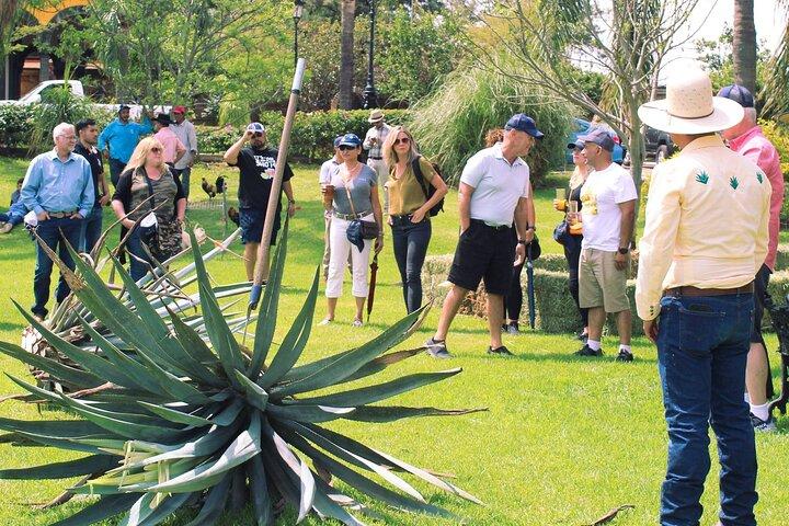 Private Tour La Fortaleza Distillery and visit to Tequila