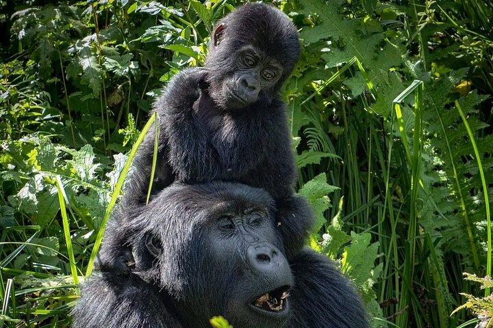 13 Day Uganda Safari with Gorillas, Chimps & Tree climbing lions