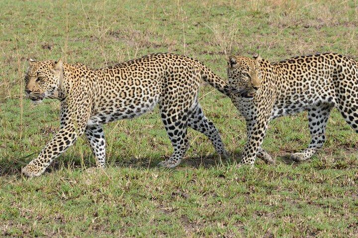 13 Day Uganda Safari with Gorillas, Chimps & Tree climbing lions