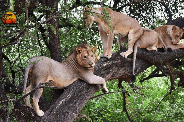 Group Safari 7 Days in Tanzania's Main Parks
