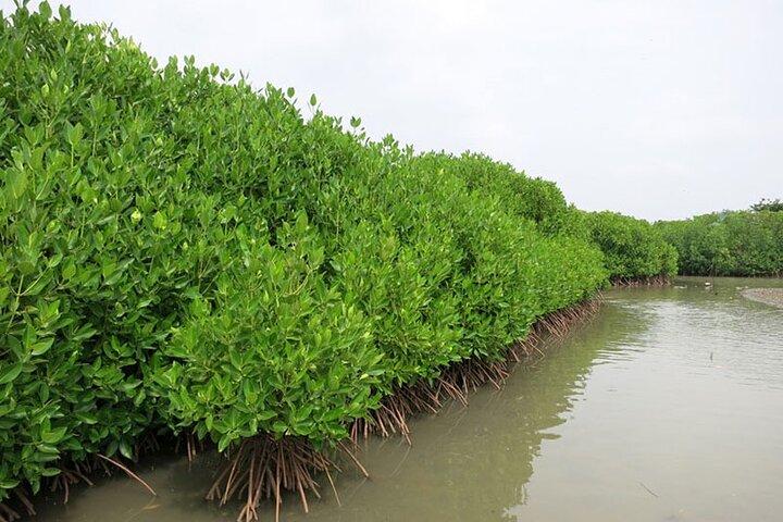 Shore Excursions to Mangrove Wetland Colombo.