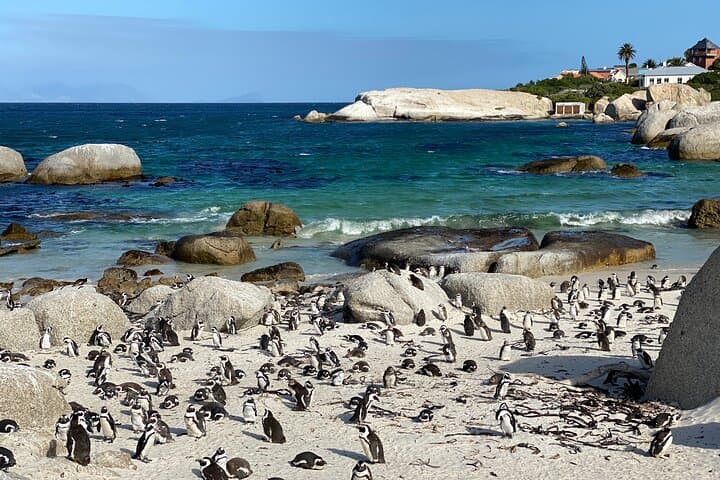 Full Day Private Tour to Boulders Beach from Cape Town
