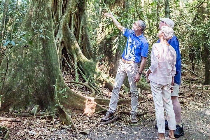 Scenic Hinterland Guided Day Tour Inc Lunch, Tastings From Noosa