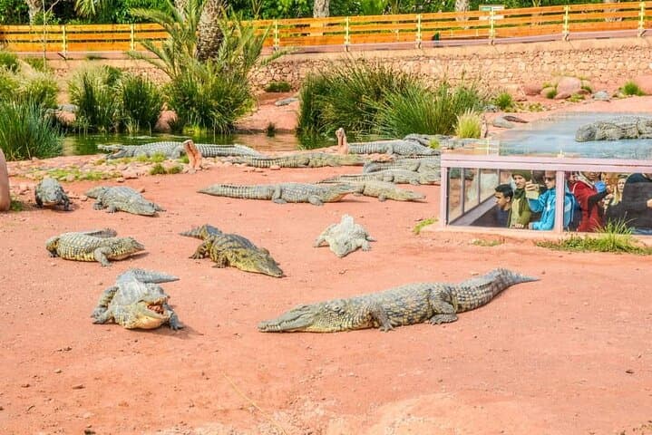 Agadir Crocoparc tickets & optional goats climbing trees.