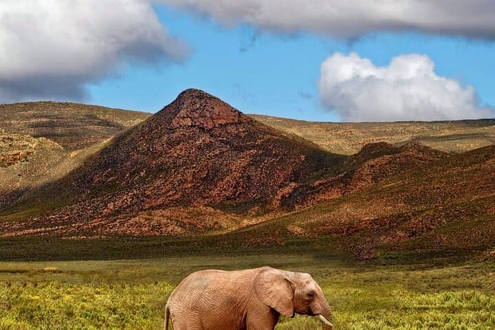 Private - Sunset Big Five Safari Tour in Cape town