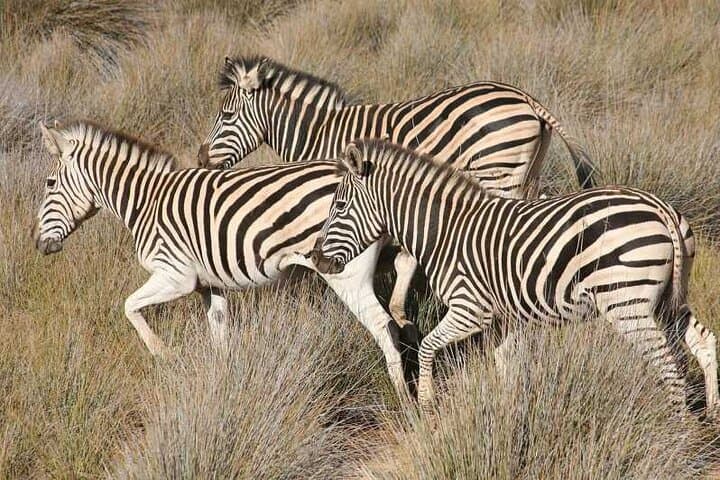 Private - Sunset Big Five Safari Tour in Cape town