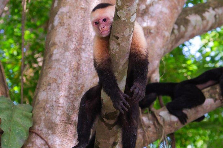 Kayak Mangrove Tour in Manuel Antonio