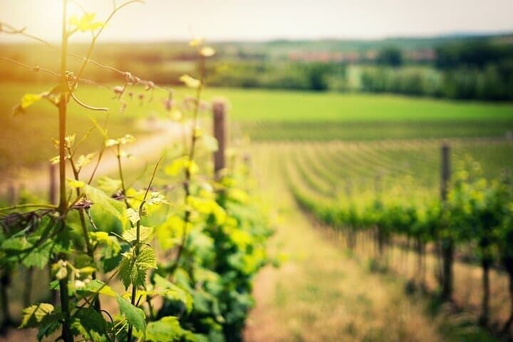 Pompeii and wine tasting on the slopes of Vesuvius from Naples