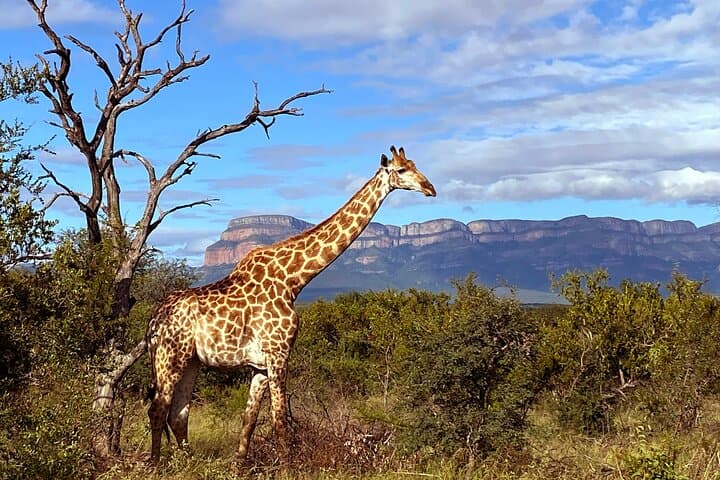 Exclusive Sunset Game Drive Safari near Hoedspruit