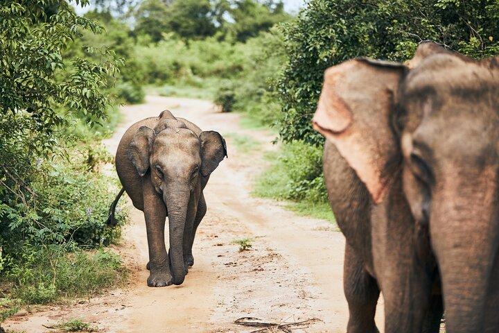 Bundala National Park by Ajith Safari