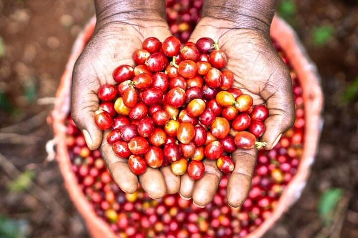 Coffee Farm Village & Factory Half Day Tour with Pick-Up