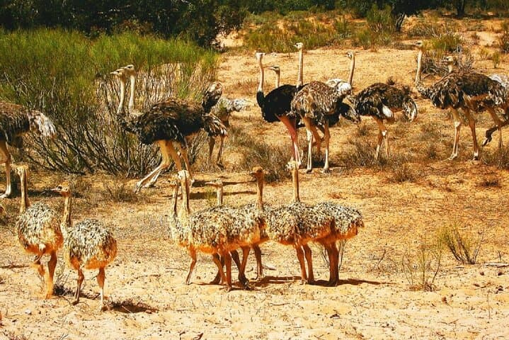 Agadir National Park & 4×4 Jeep Desert Safari Tour with Lunch
