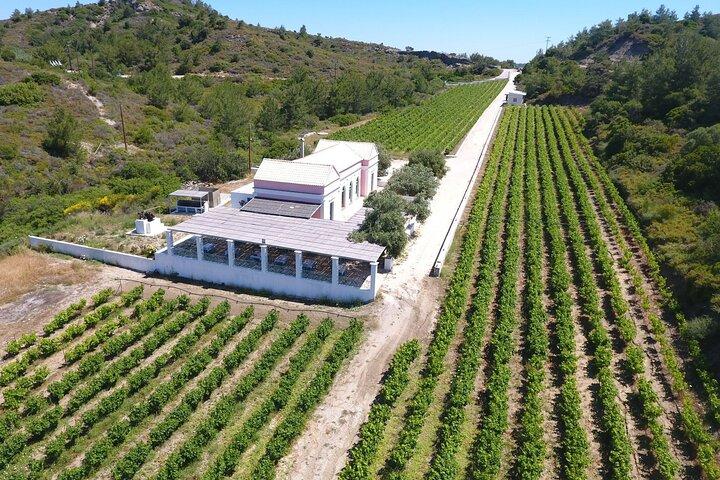 Wine tasting in Rhodes, inside the vineyards with the Producer