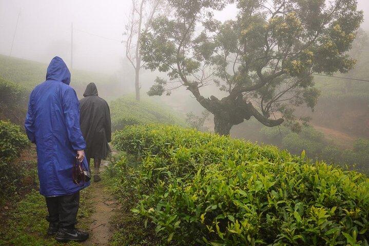 Private Nuwara Eliya Day Trip from Colombo – All Inclusive