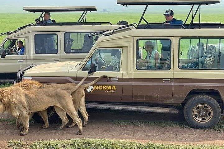 8 Days Follow the Wildebeest Migration River Crossing Safari
